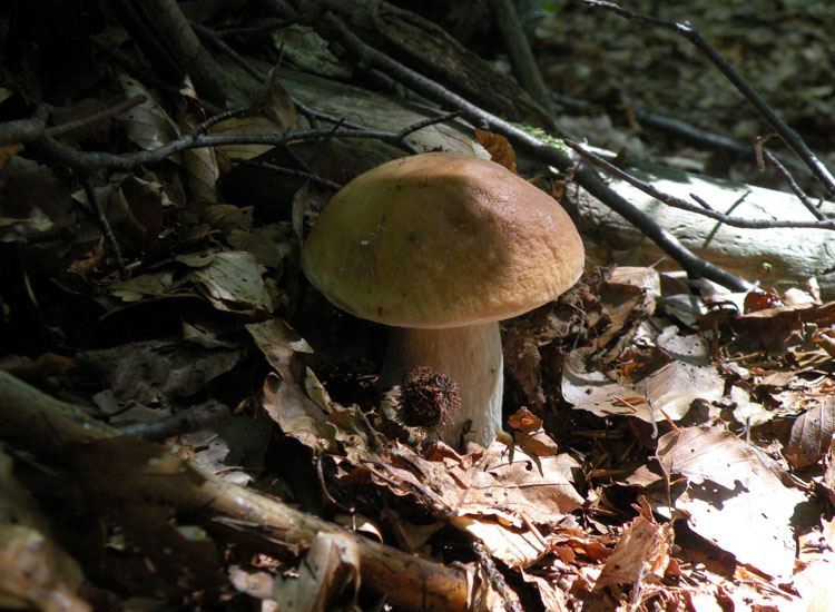 Tutti Boletus edulis?
